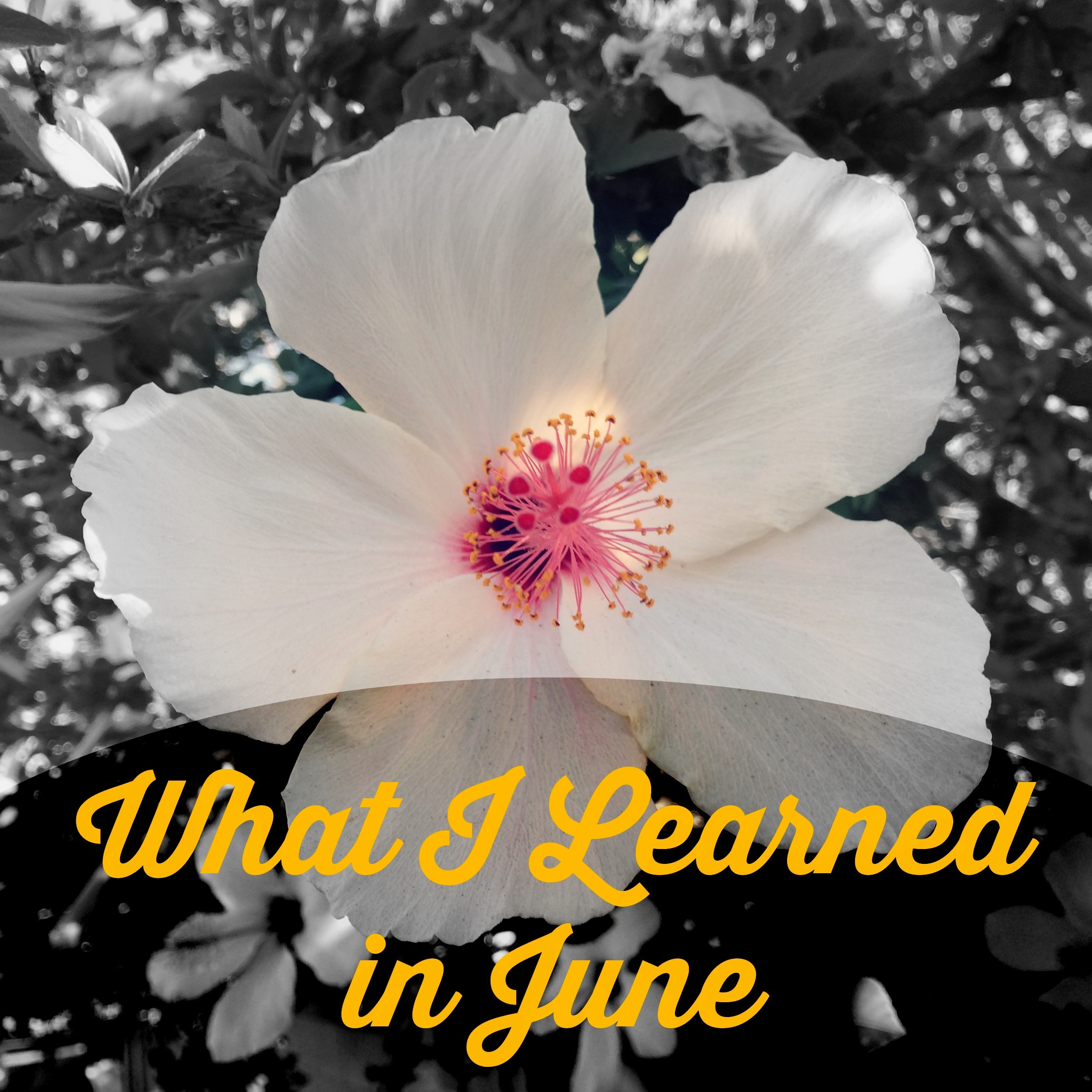 What I Learned in June – KendraNicole.net
