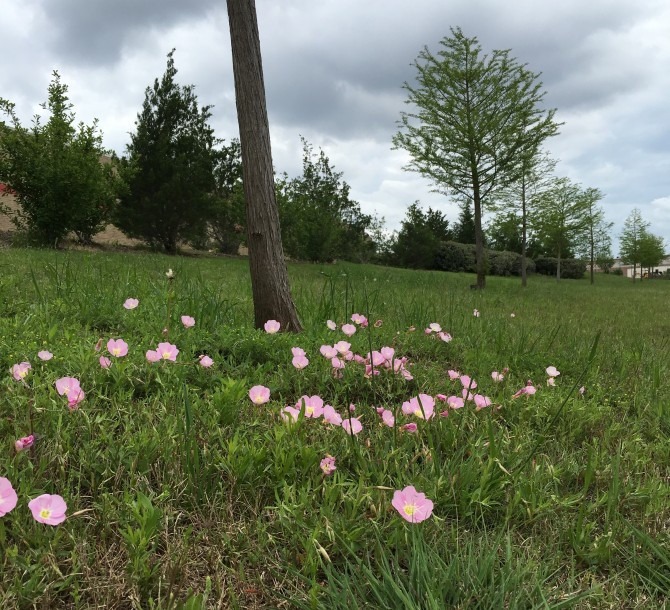 Cedar Park Poppies