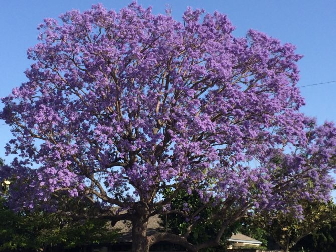 Jacaranda