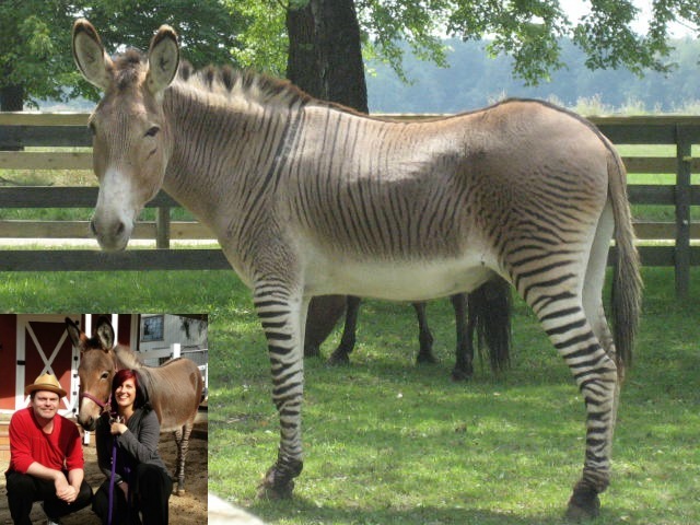 Zonkey