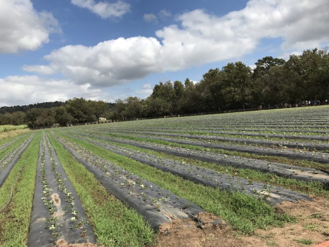 Sweet Berry Farm