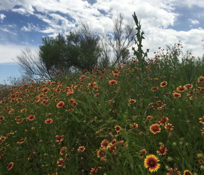 It's hard to hold onto my love for fall when spring in Texas looks like this!